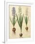 Hyacinthoides Orientalis from the Album Gottorfer Codex, c.1650-Hans Simon Holtzbecher-Framed Giclee Print