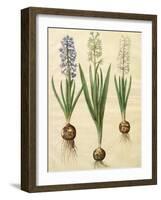 Hyacinthoides Orientalis from the Album Gottorfer Codex, c.1650-Hans Simon Holtzbecher-Framed Giclee Print