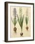 Hyacinthoides Orientalis from the Album Gottorfer Codex, c.1650-Hans Simon Holtzbecher-Framed Giclee Print