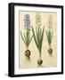 Hyacinthoides Orientalis from the Album Gottorfer Codex, c.1650-Hans Simon Holtzbecher-Framed Giclee Print