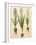 Hyacinthoides Orientalis from the Album Gottorfer Codex, c.1650-Hans Simon Holtzbecher-Framed Giclee Print