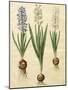 Hyacinthoides Orientalis from the Album Gottorfer Codex, c.1650-Hans Simon Holtzbecher-Mounted Giclee Print