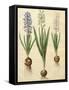 Hyacinthoides Orientalis from the Album Gottorfer Codex, c.1650-Hans Simon Holtzbecher-Framed Stretched Canvas