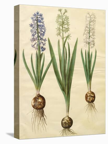 Hyacinthoides Orientalis from the Album Gottorfer Codex, c.1650-Hans Simon Holtzbecher-Stretched Canvas