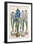 Hyacinths, 1631-1647-null-Framed Giclee Print