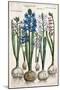 Hyacinths, 1631-1647-null-Mounted Giclee Print