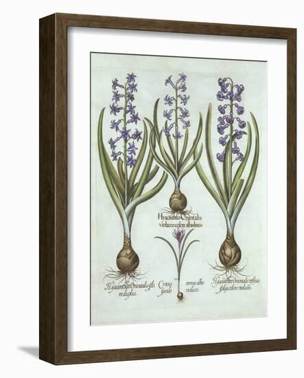 Hyacinths and an Autumn Crocus, from 'Hortus Eystettensis', by Basil Besler (1561-1629), Pub. 1613-German School-Framed Giclee Print