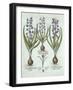 Hyacinths and an Autumn Crocus, from 'Hortus Eystettensis', by Basil Besler (1561-1629), Pub. 1613-German School-Framed Giclee Print