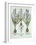 Hyacinths and an Autumn Crocus, from 'Hortus Eystettensis', by Basil Besler (1561-1629), Pub. 1613-German School-Framed Giclee Print