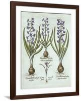 Hyacinths and an Autumn Crocus, from 'Hortus Eystettensis', by Basil Besler (1561-1629), Pub. 1613-German School-Framed Giclee Print