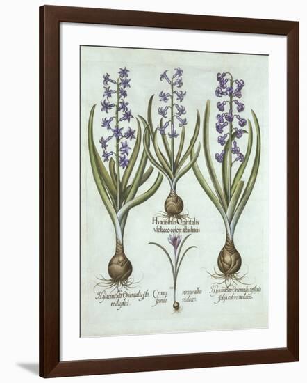 Hyacinths and an Autumn Crocus, from 'Hortus Eystettensis', by Basil Besler (1561-1629), Pub. 1613-German School-Framed Giclee Print