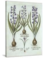 Hyacinths and an Autumn Crocus, from 'Hortus Eystettensis', by Basil Besler (1561-1629), Pub. 1613-German School-Stretched Canvas