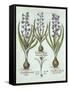 Hyacinths and an Autumn Crocus, from 'Hortus Eystettensis', by Basil Besler (1561-1629), Pub. 1613-German School-Framed Stretched Canvas