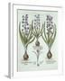 Hyacinths and an Autumn Crocus, from 'Hortus Eystettensis', by Basil Besler (1561-1629), Pub. 1613-German School-Framed Giclee Print