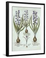 Hyacinths and an Autumn Crocus, from 'Hortus Eystettensis', by Basil Besler (1561-1629), Pub. 1613-German School-Framed Giclee Print