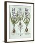 Hyacinths and an Autumn Crocus, from 'Hortus Eystettensis', by Basil Besler (1561-1629), Pub. 1613-German School-Framed Giclee Print