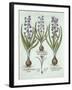 Hyacinths and an Autumn Crocus, from 'Hortus Eystettensis', by Basil Besler (1561-1629), Pub. 1613-German School-Framed Giclee Print