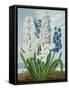 Hyacinths, Engraved by Warner, from 'The Temple of Flora' by Robert Thornton, Pub. 1801-J. Edwards-Framed Stretched Canvas