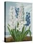 Hyacinths, Engraved by Warner, from 'The Temple of Flora' by Robert Thornton, Pub. 1801-J. Edwards-Stretched Canvas