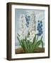 Hyacinths, Engraved by Warner, from 'The Temple of Flora' by Robert Thornton, Pub. 1801-J. Edwards-Framed Giclee Print