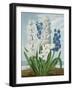 Hyacinths, Engraved by Warner, from 'The Temple of Flora' by Robert Thornton, Pub. 1801-J. Edwards-Framed Giclee Print