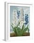 Hyacinths, Engraved by Warner, from 'The Temple of Flora' by Robert Thornton, Pub. 1801-J. Edwards-Framed Giclee Print
