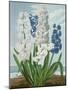 Hyacinths, Engraved by Warner, from 'The Temple of Flora' by Robert Thornton, Pub. 1801-J. Edwards-Mounted Giclee Print