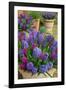 Hyacinths in flower, Norfolk, UK-Ernie Janes-Framed Photographic Print