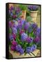 Hyacinths in flower, Norfolk, UK-Ernie Janes-Framed Stretched Canvas