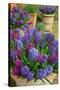 Hyacinths in flower, Norfolk, UK-Ernie Janes-Stretched Canvas