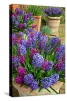 Hyacinths in flower, Norfolk, UK-Ernie Janes-Stretched Canvas