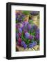 Hyacinths in flower, Norfolk, UK-Ernie Janes-Framed Photographic Print