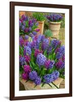 Hyacinths in flower, Norfolk, UK-Ernie Janes-Framed Photographic Print