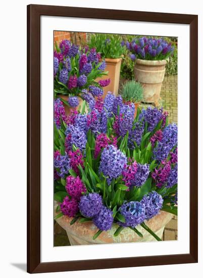 Hyacinths in flower, Norfolk, UK-Ernie Janes-Framed Photographic Print