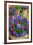 Hyacinths in flower, Norfolk, UK-Ernie Janes-Framed Photographic Print