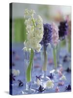 Hyacinths in Glasses as Table Decoration-Friedrich Strauss-Stretched Canvas