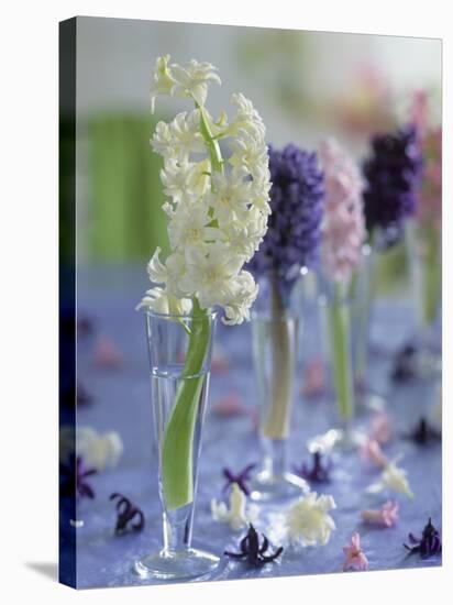 Hyacinths in Glasses as Table Decoration-Friedrich Strauss-Stretched Canvas