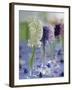 Hyacinths in Glasses as Table Decoration-Friedrich Strauss-Framed Photographic Print