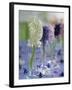 Hyacinths in Glasses as Table Decoration-Friedrich Strauss-Framed Photographic Print