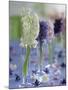 Hyacinths in Glasses as Table Decoration-Friedrich Strauss-Mounted Photographic Print