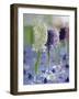 Hyacinths in Glasses as Table Decoration-Friedrich Strauss-Framed Photographic Print