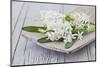 Hyacinths, White, Spring Flowers, Blossoms, Wooden Bowl-Andrea Haase-Mounted Photographic Print