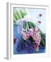 Hyacinths-Pernilla Bergdahl-Framed Art Print