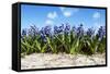 Hyacinths-Corepics-Framed Stretched Canvas