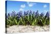 Hyacinths-Corepics-Stretched Canvas