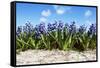 Hyacinths-Corepics-Framed Stretched Canvas