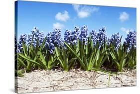 Hyacinths-Corepics-Stretched Canvas