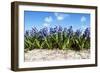 Hyacinths-Corepics-Framed Photographic Print