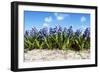 Hyacinths-Corepics-Framed Photographic Print