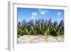 Hyacinths-Corepics-Framed Photographic Print